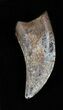 Serrated Nanotyrannus Tooth - Montana #35394-1